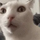 1_catblissyourmom 1_catblissyourmom