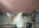 foo