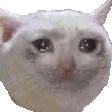 SCGshakeoffthetears SCGshakeoffthetears