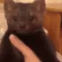 SCkittydead