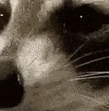 raccoonhide