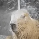 Capywash