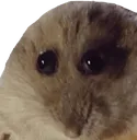 eek