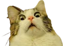 CatShockedOwO