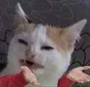 OASIS_catwtf