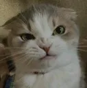 cat Discord Emoji