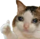 catcry catcry
