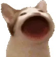 funny_cat