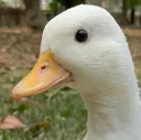 quack