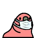 Trap_Parrowanticovid