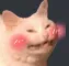 catShyBlush Discord Emoji