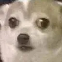 bdogwhat