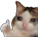 ThumbsUpCat