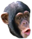 bonobo