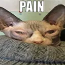Catastrophe_Pain