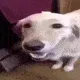 butterdog butterdog
