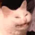 kittyrage