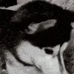 boopsnoot