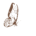 butterfly5