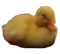 Pato_no animated emote | Socialismo o Barbarie☭💚✊🏿