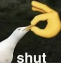 shut shut