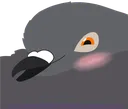 blush_pigeon