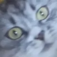 GibijiWhat GibijiWhat