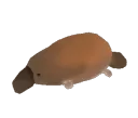 Platypus