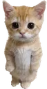 1420kittyymin Discord Emoji
