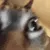 thecat thecat