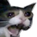 halp