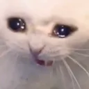 sadmeow Discord Emoji