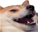 kek_doge