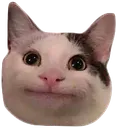 m_nicecat
