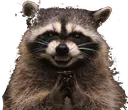 evilracoon