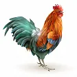 cock cock