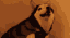 854279211740430347.gif