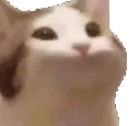 HypePogCat