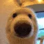 DogieRick