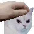 angry_cat_pat