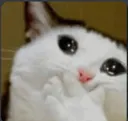 cat Discord Emoji