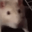 RatDance