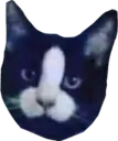 Catty catty Discord Emoji