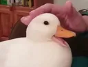 823611279716384788