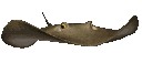 FLAPPY Discord emoji