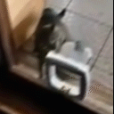 catslapfast Discord Emoji