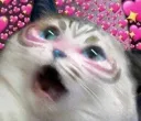 LouKitty LouKitty
