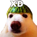 xd