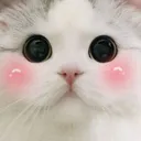 BlushCat