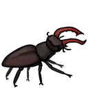 3StagBeetle
